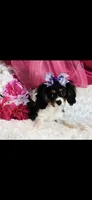 Birdie, a female Cavalier King Charles Spaniel for sale in Belgrade, MN – Photo 1 of 7