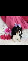 Birdie, a female Cavalier King Charles Spaniel for sale in Belgrade, MN – Photo 5 of 7