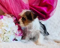 Jenny, a female Yorkshire Terrier for sale in Belgrade, MN – 6 of 6