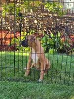 Frank, a male Boxer for sale in Belgrade, MN – 4 of 5