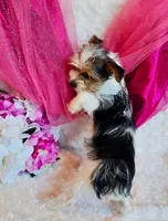 Jenny, a female Yorkshire Terrier for sale in Belgrade, MN – 3 of 6