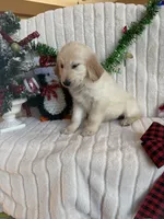 Emma, a female Golden Retriever for sale in Belgrade, MN – Photo 2 of 4