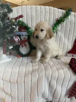 Emma, a female Golden Retriever for sale in Belgrade, MN – Photo 1 of 4