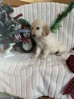 Emma, a female Golden Retriever for sale in Belgrade, MN – Photo 3 of 4