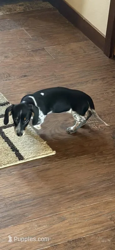 Ella – Miniature Dachshund puppy for sale in Belgrade, MN