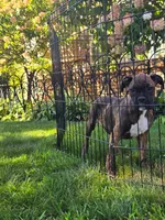 Vivian, a female Boxer for sale in Belgrade, MN – 2 of 3