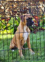 Frank, a male Boxer for sale in Belgrade, MN – 3 of 5