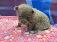 Lighter Lavender, a male Pomeranian for sale in Skowhegan, ME – 3 of 6
