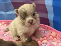 Lavender Merle, a male Pomeranian for sale in Skowhegan, ME – 3 of 5
