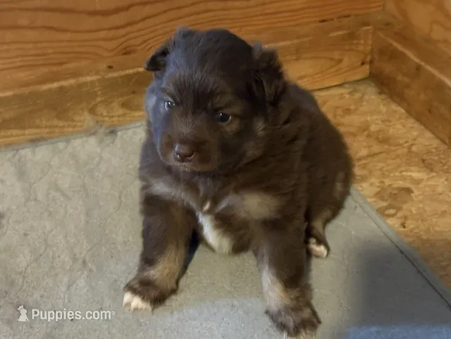 Chocolate & tan – Siberian Husky, Pomeranian puppy for sale in Skowhegan, ME