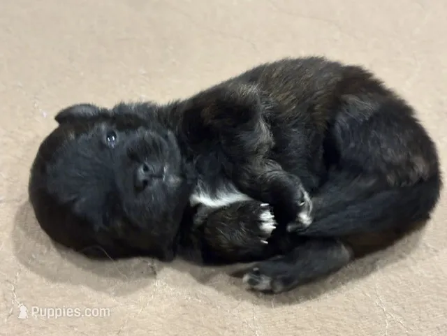 Brindle – Pomeranian puppy for sale in Skowhegan, ME