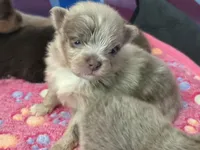 Lavender Merle, a male Pomeranian for sale in Skowhegan, ME – 2 of 5