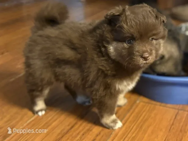 Chocolate & tan – Siberian Husky, Pomeranian puppy for sale in Skowhegan, ME