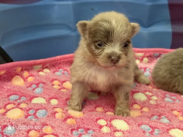 Lavender Merle – Pomeranian puppy for sale in Skowhegan, ME