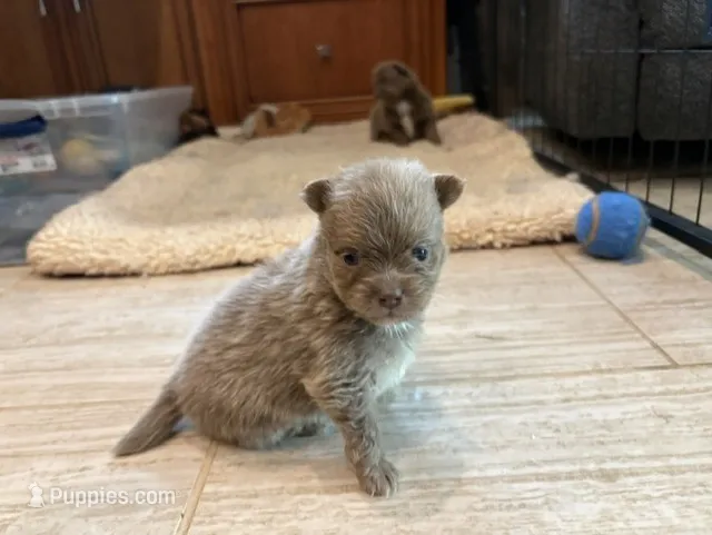 Lavender Brindle – Pomeranian puppy for sale in Skowhegan, ME