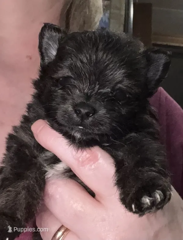 Brindle – Pomeranian puppy for sale in Skowhegan, ME