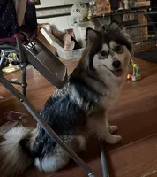 Chocolate & tan, a female Siberian Husky and Pomeranian for sale in Skowhegan, ME – 5 of 6