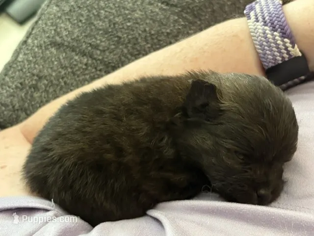 Brindle – Pomeranian puppy for sale in Skowhegan, ME