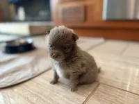 Lavender Brindle, a male Pomeranian for sale in Skowhegan, ME – 3 of 6