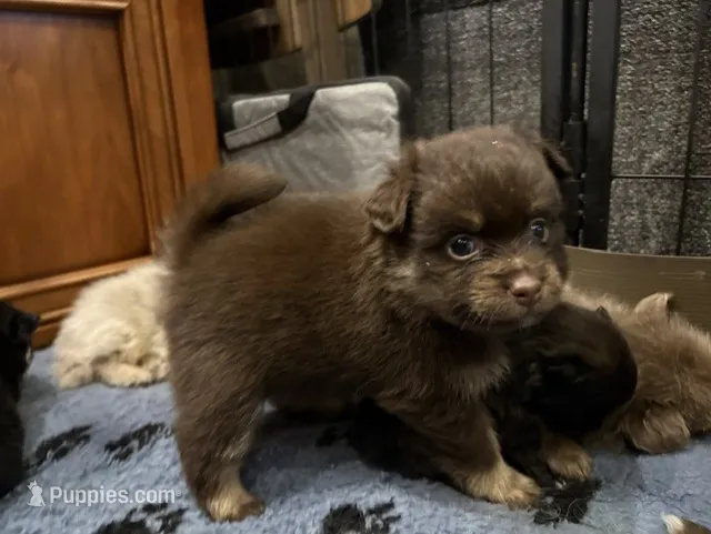 Chocolate & tan – Pomeranian puppy for sale in Skowhegan, ME
