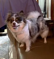 Lavender Merle, a male Pomeranian for sale in Skowhegan, ME – 4 of 5