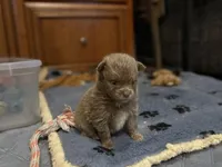 Lavender Brindle, a male Pomeranian for sale in Skowhegan, ME – 2 of 6