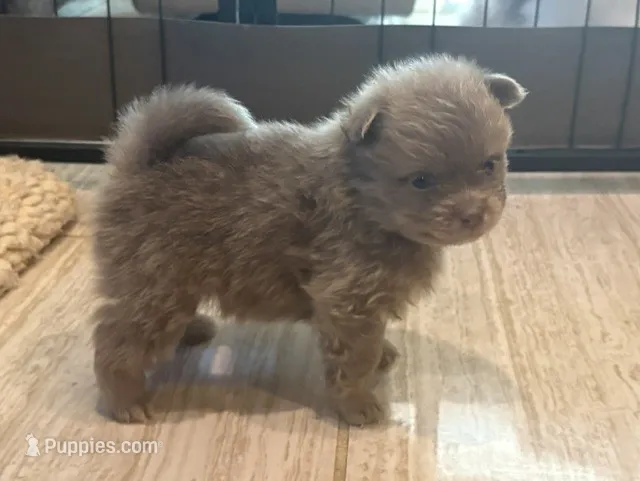 Lavender Brindle – Pomeranian puppy for sale in Skowhegan, ME
