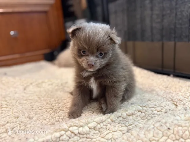Lavender – Pomeranian puppy for sale in Skowhegan, ME