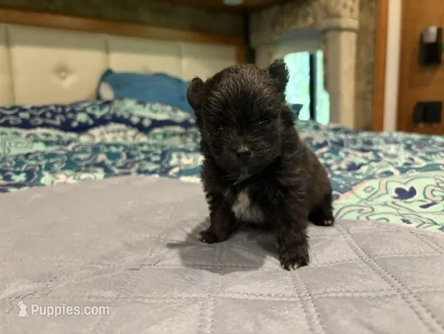 Brindle – Pomeranian puppy for sale in Skowhegan, ME