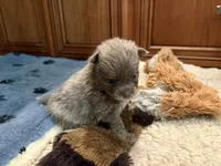 Lavender Brindle, a male Pomeranian for sale in Skowhegan, ME – 4 of 6