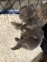 Lavender, a male Pomeranian for sale in Skowhegan, ME – 3 of 6