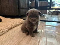 Lavender, a male Pomeranian for sale in Skowhegan, ME – 2 of 6