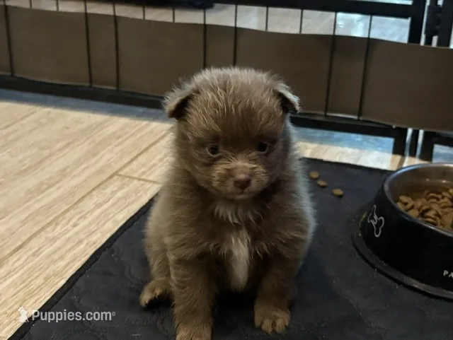 Lavender – Pomeranian puppy for sale in Skowhegan, ME