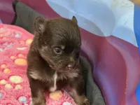 Chocolate & tan, a male Pomeranian for sale in Skowhegan, ME – 4 of 6