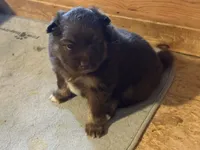 Chocolate & tan, a female Siberian Husky and Pomeranian for sale in Skowhegan, ME – 2 of 6