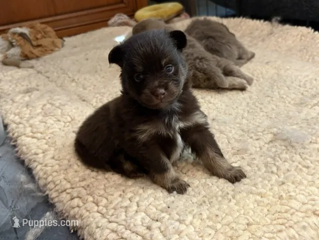 Chocolate & tan – Pomeranian puppy for sale in Skowhegan, ME