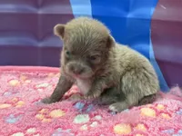 Lighter Lavender, a male Pomeranian for sale in Skowhegan, ME – 4 of 6