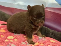 Chocolate & tan, a male Pomeranian for sale in Skowhegan, ME – 2 of 6