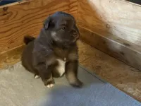 Chocolate & tan, a female Siberian Husky and Pomeranian for sale in Skowhegan, ME – 3 of 6