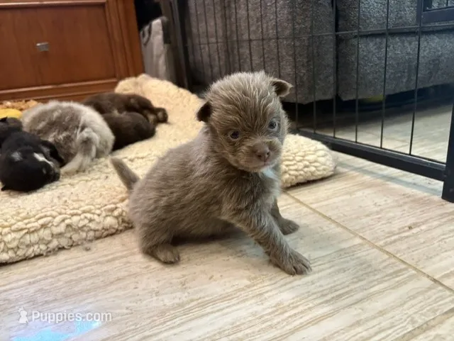 Lavender – Pomeranian puppy for sale in Skowhegan, ME