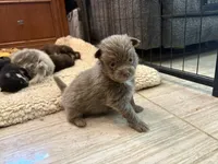 Lavender, a male Pomeranian for sale in Skowhegan, ME – 1 of 6