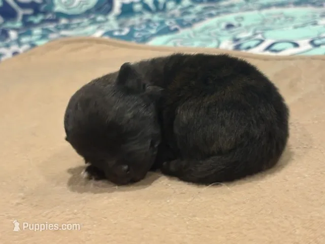 Brindle – Pomeranian puppy for sale in Skowhegan, ME