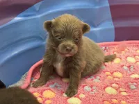 Darker Lavender, a male Pomeranian for sale in Skowhegan, ME – 2 of 6