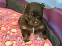Chocolate & tan, a male Pomeranian for sale in Skowhegan, ME – 3 of 6