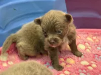 Darker Lavender, a male Pomeranian for sale in Skowhegan, ME – 4 of 6