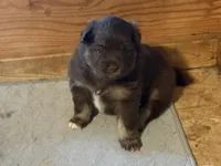 Chocolate & tan, a female Siberian Husky and Pomeranian for sale in Skowhegan, ME – 4 of 6