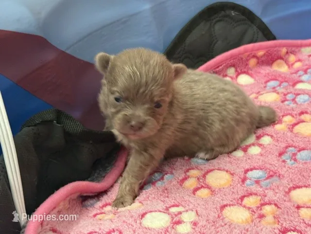 Lighter Lavender – Pomeranian puppy for sale in Skowhegan, ME