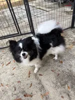 Brindle, a female Pomeranian for sale in Skowhegan, ME – 4 of 5
