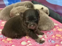 Chocolate & tan, a male Pomeranian for sale in Skowhegan, ME – 1 of 6