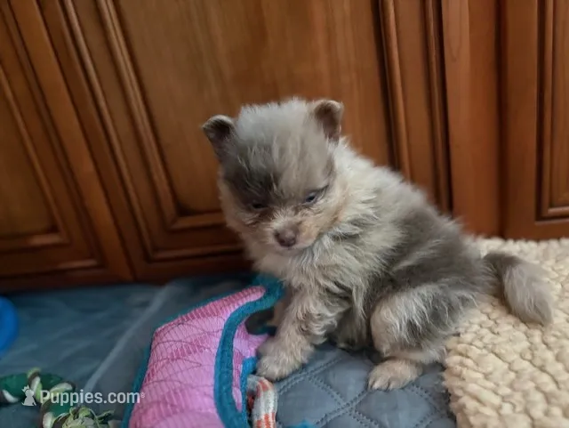 Lavender Merle – Pomeranian puppy on hold in Skowhegan, ME